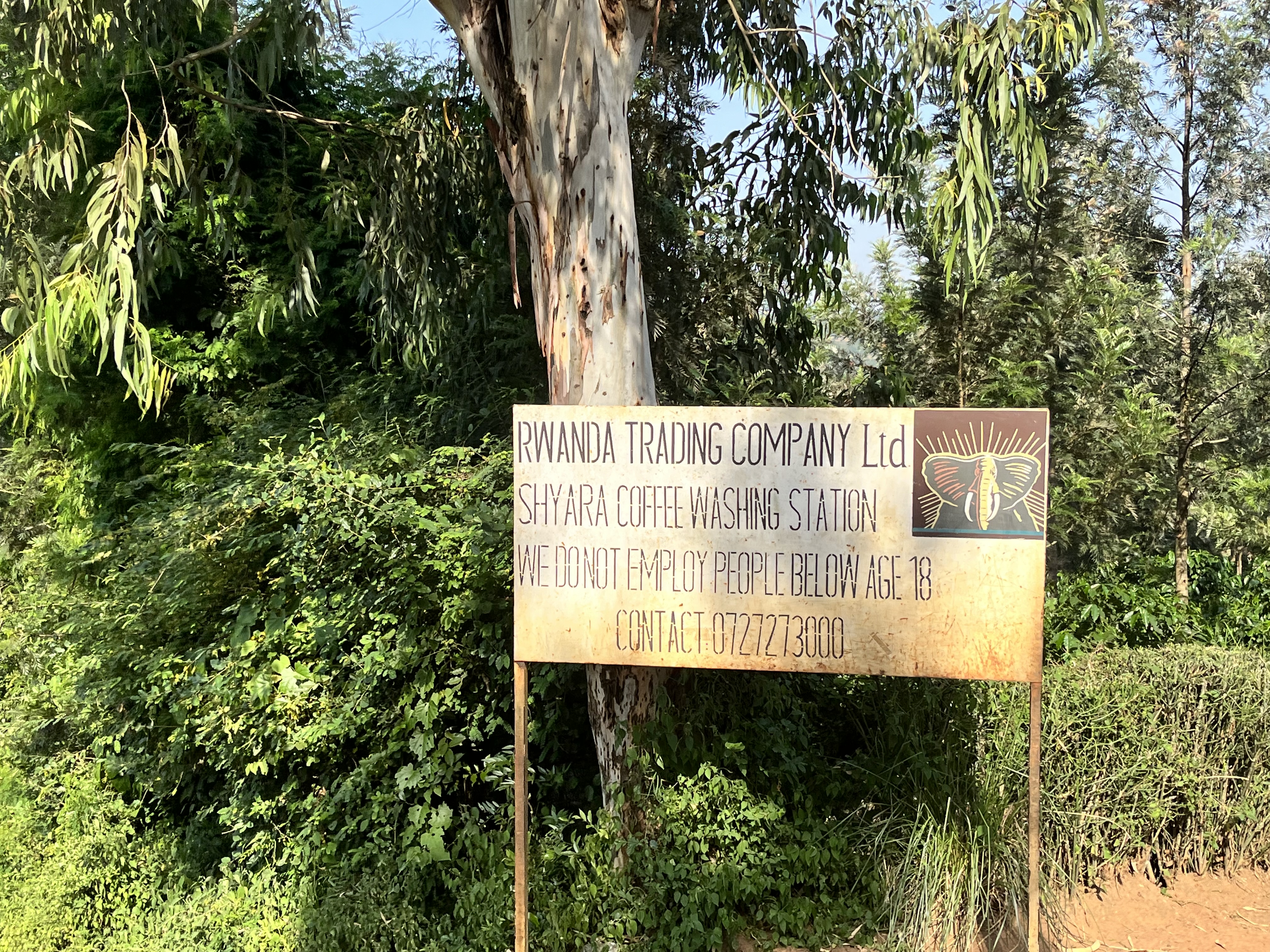 Coffee farm visit in Rwanda